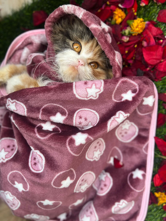 Pet Blanket - Starberry maroon 🍇