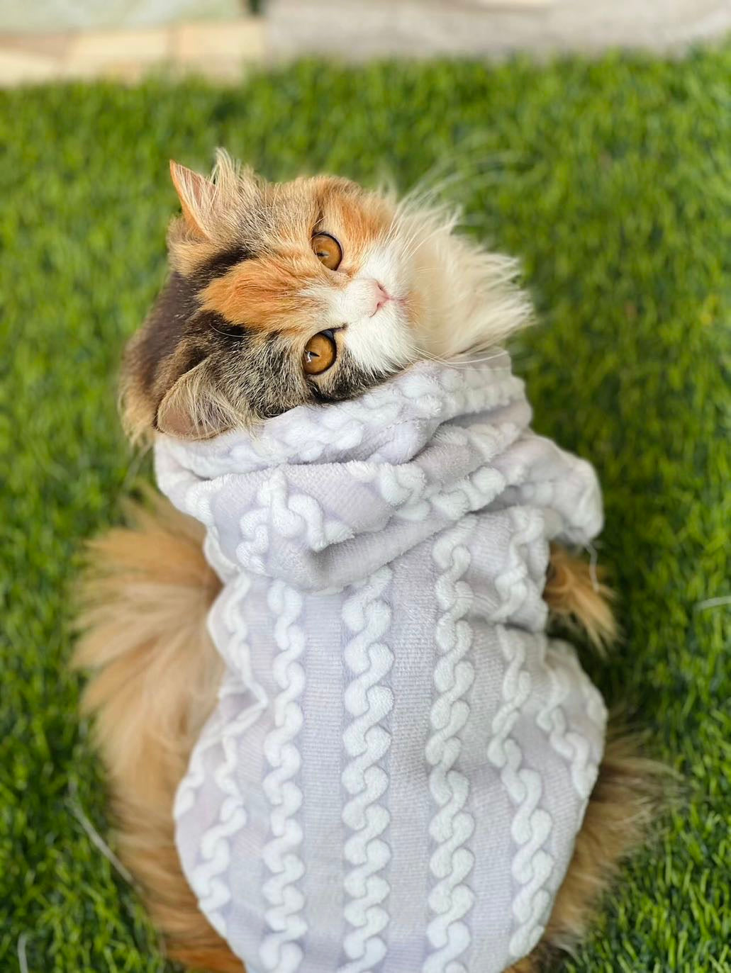 Royal pet hoodie - Grey