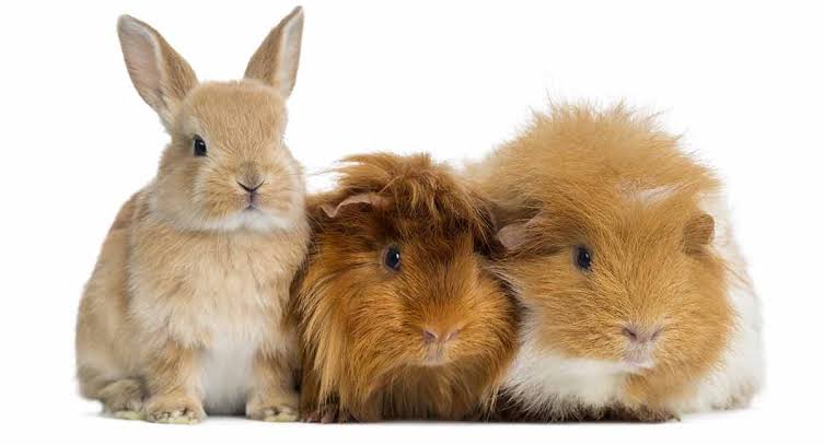 Tunnel house for rabbits / hamsters / guinea pigs