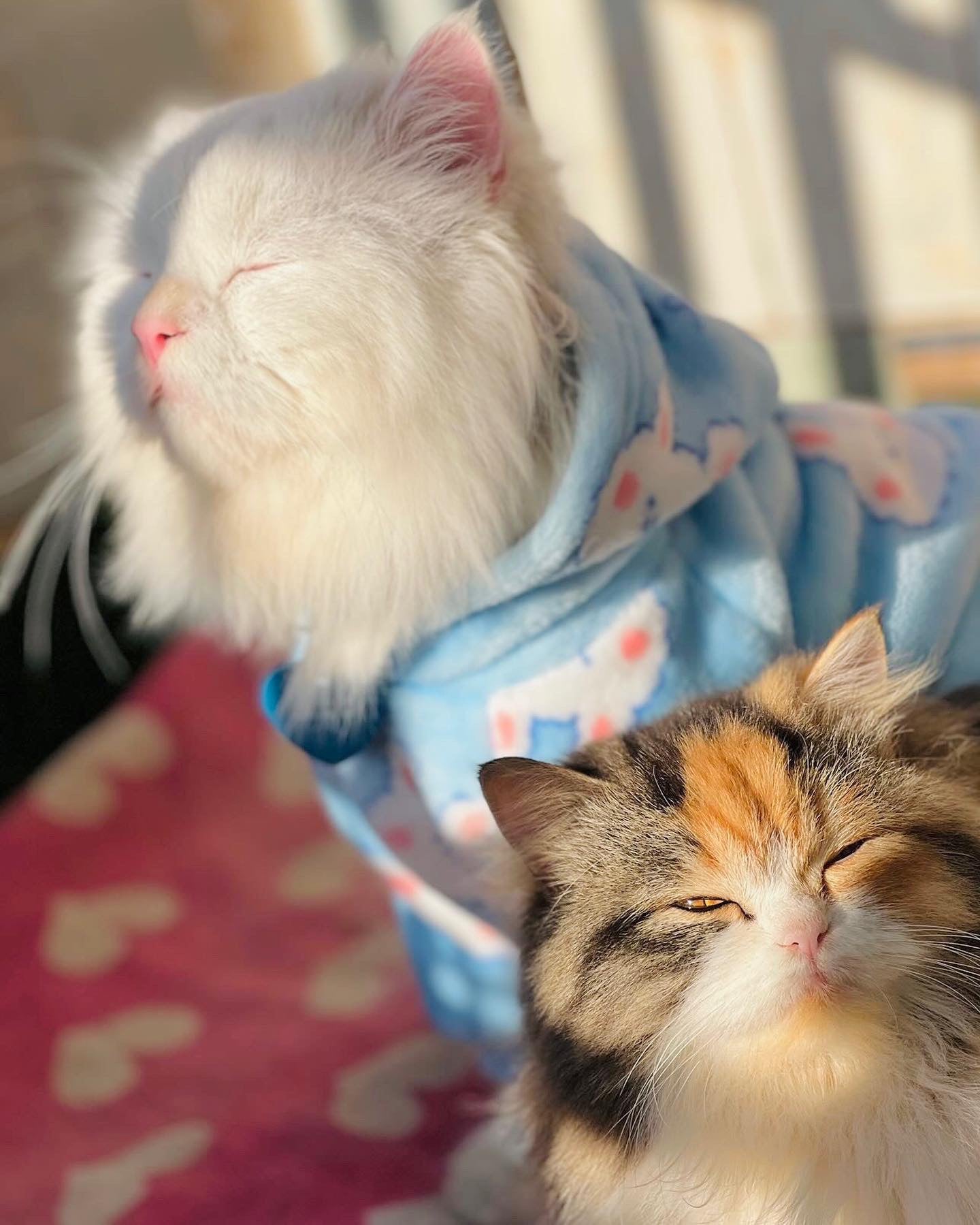 Snowball pet hoodie - BLUE 🐰❄️