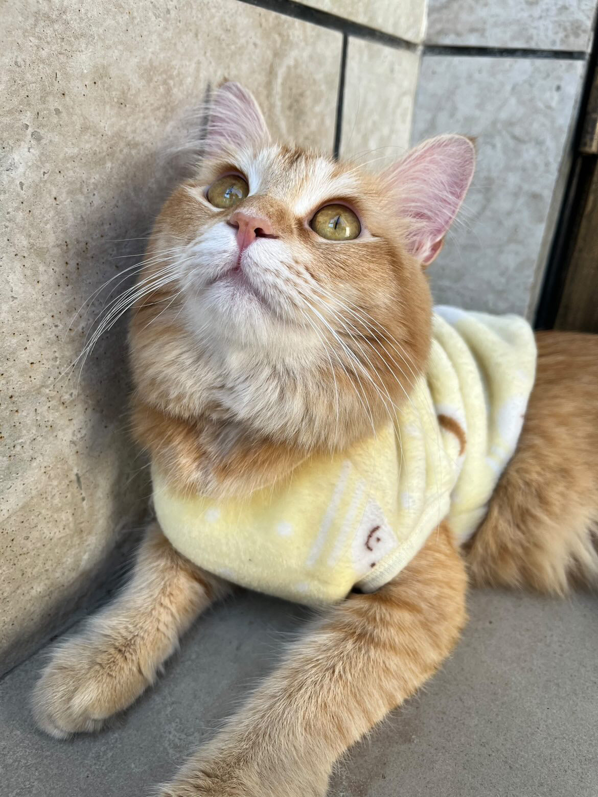 BUGSBunny pet sweater 🐰 - Yellow