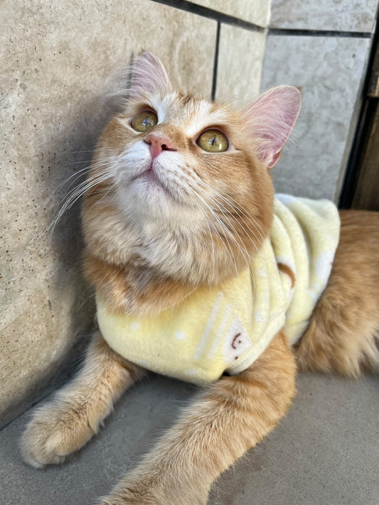 BUGSBunny pet sweater 🐰 - Yellow