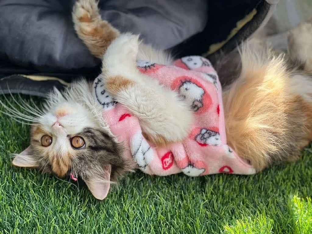 Hello kitty pet sweater 😻 - blue
