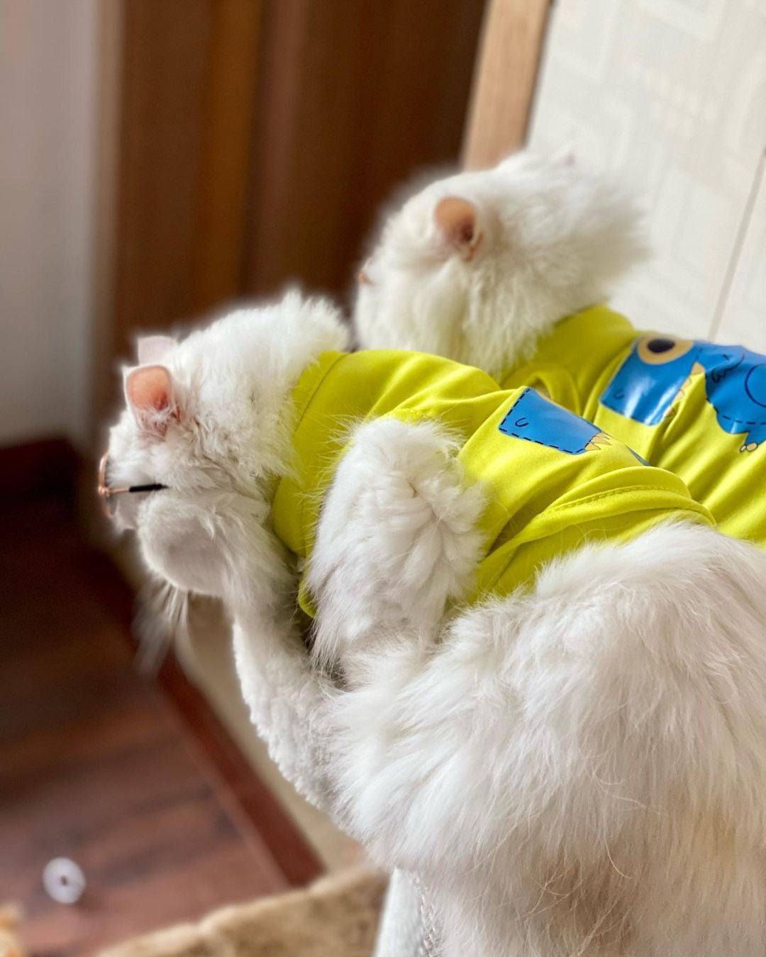 Dinosaur Pet shirt Summer 🦖