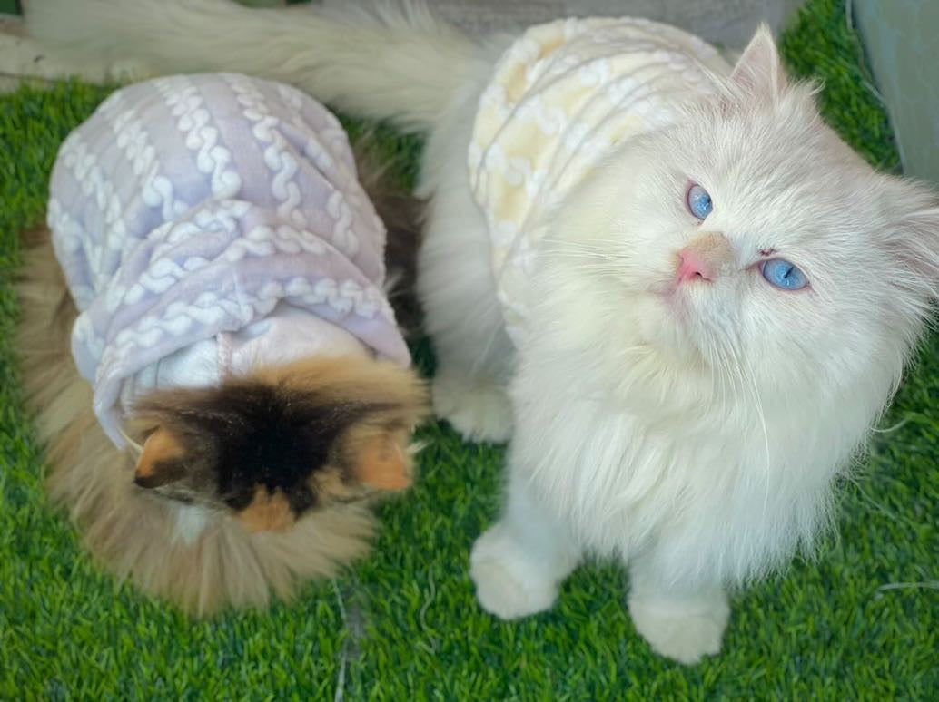 Royal pet hoodie - Grey