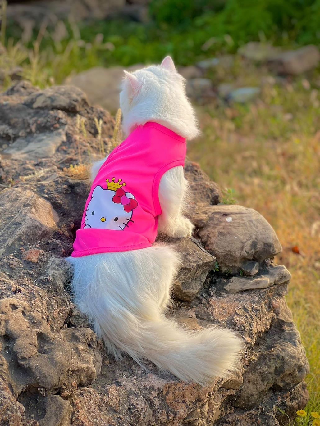 Hello Kitty Pet shirt Summer