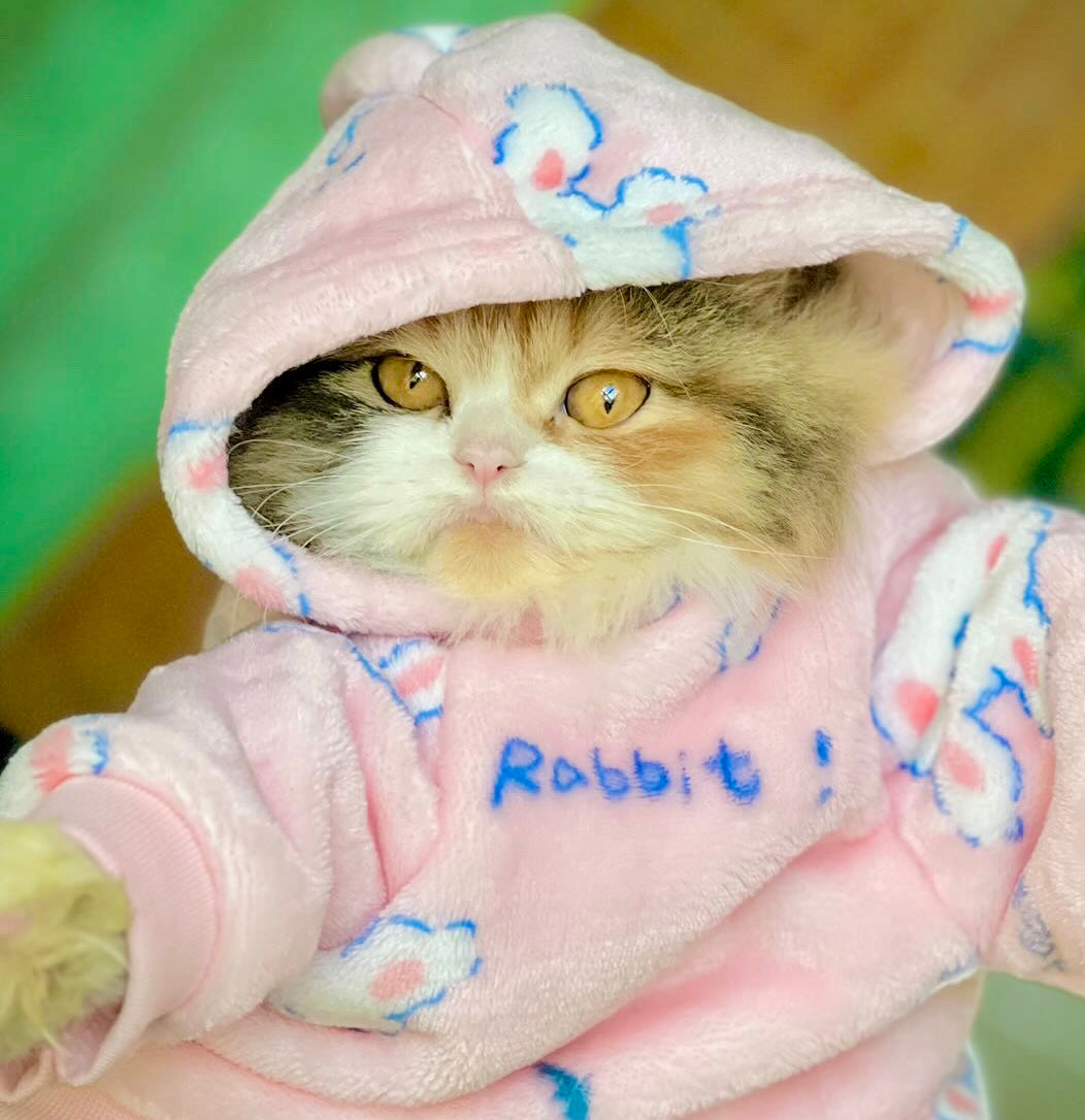 Snowball pet hoodie - pink 🐰💖