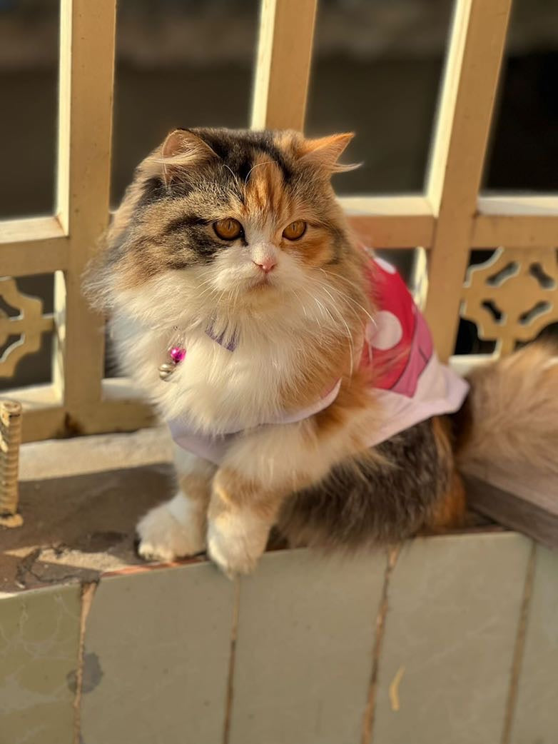 Disney pet shirt