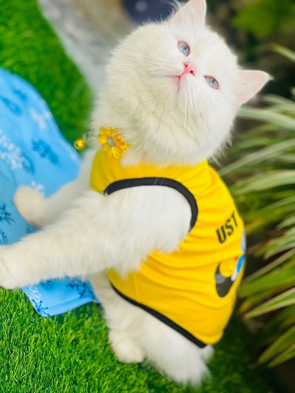 Just Do It pet shirt ✔️