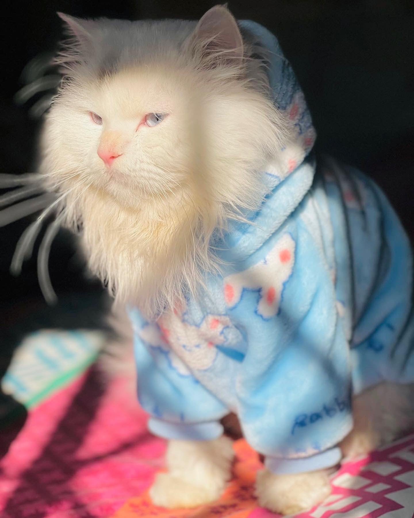 Snowball pet hoodie - BLUE 🐰❄️