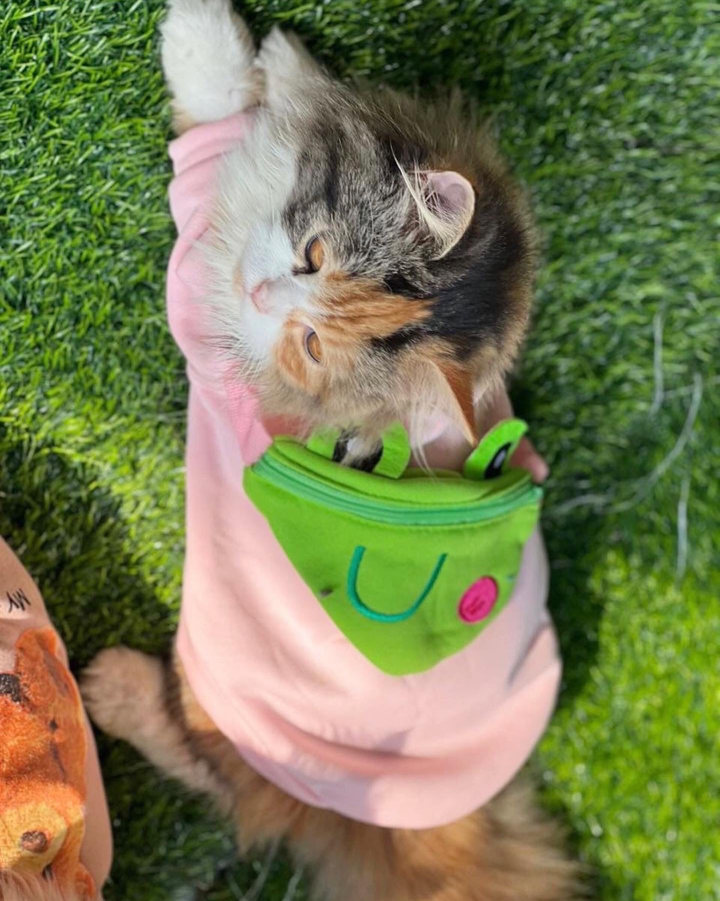 Froggy pouch pet sweater 🐸