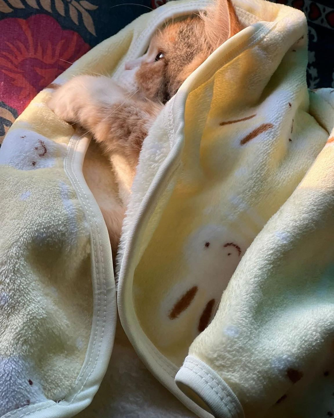 Bunny pet Blankets 🐰