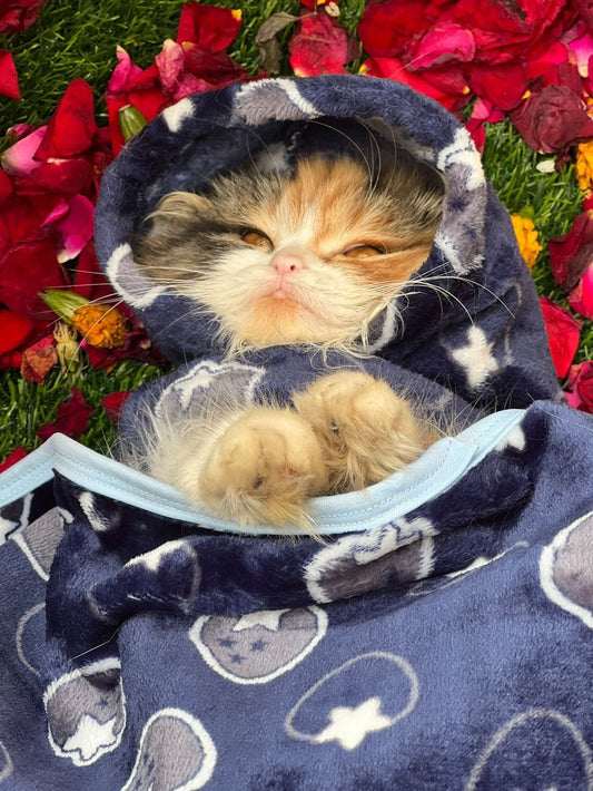 Pet Blanket - Starberry navy 🫐