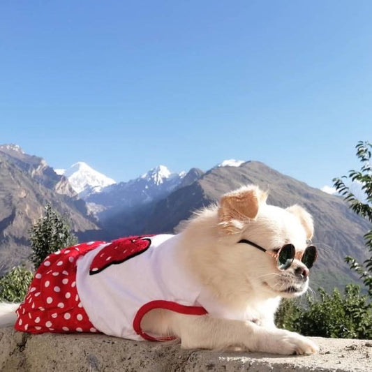Mickey mouse Pet Frock
