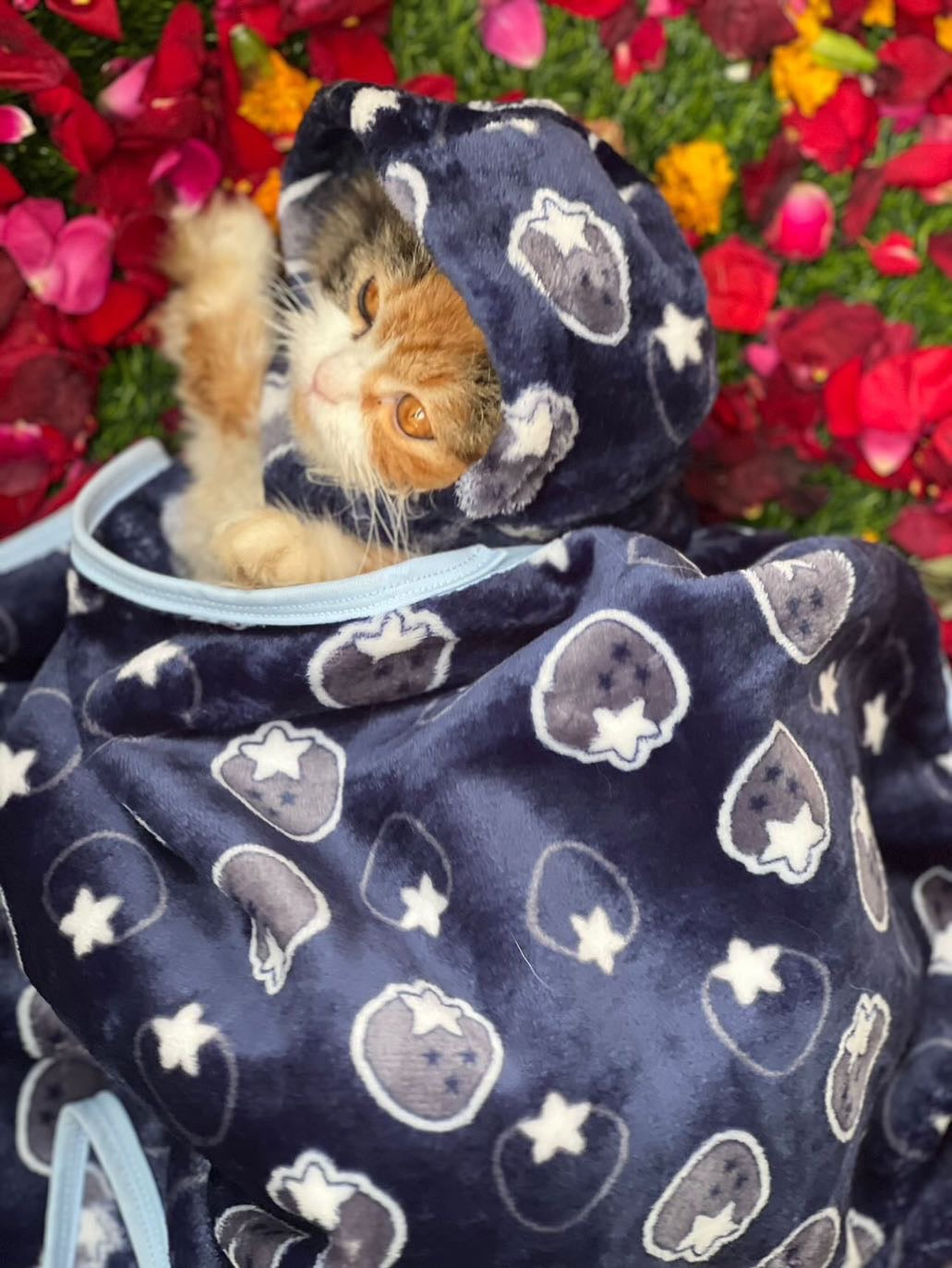 Pet Blanket - Starberry navy 🫐