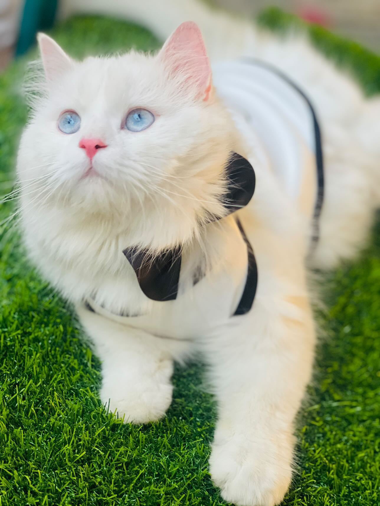 Adjustable Pet Bow