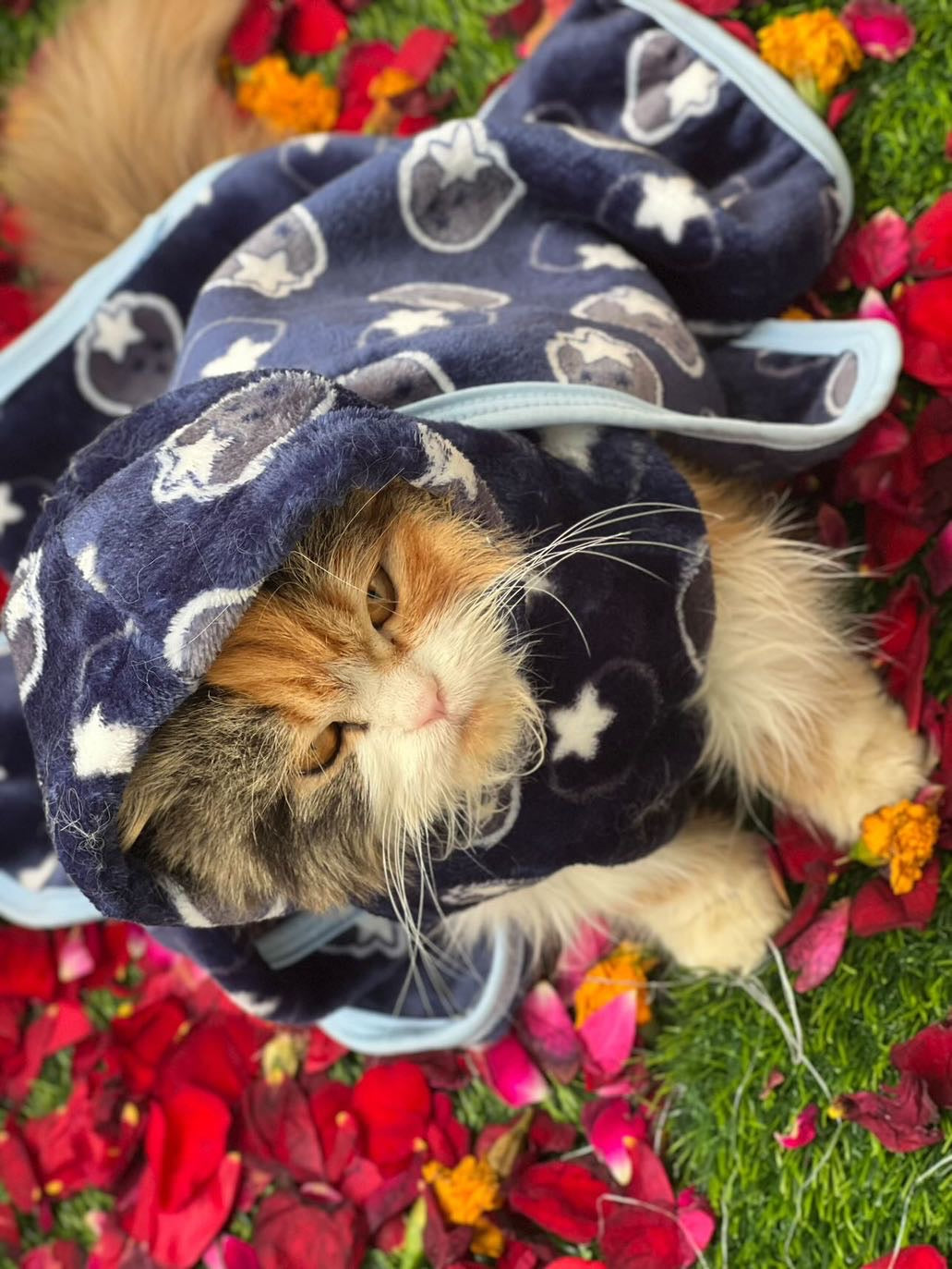 Pet Blanket - Starberry navy 🫐