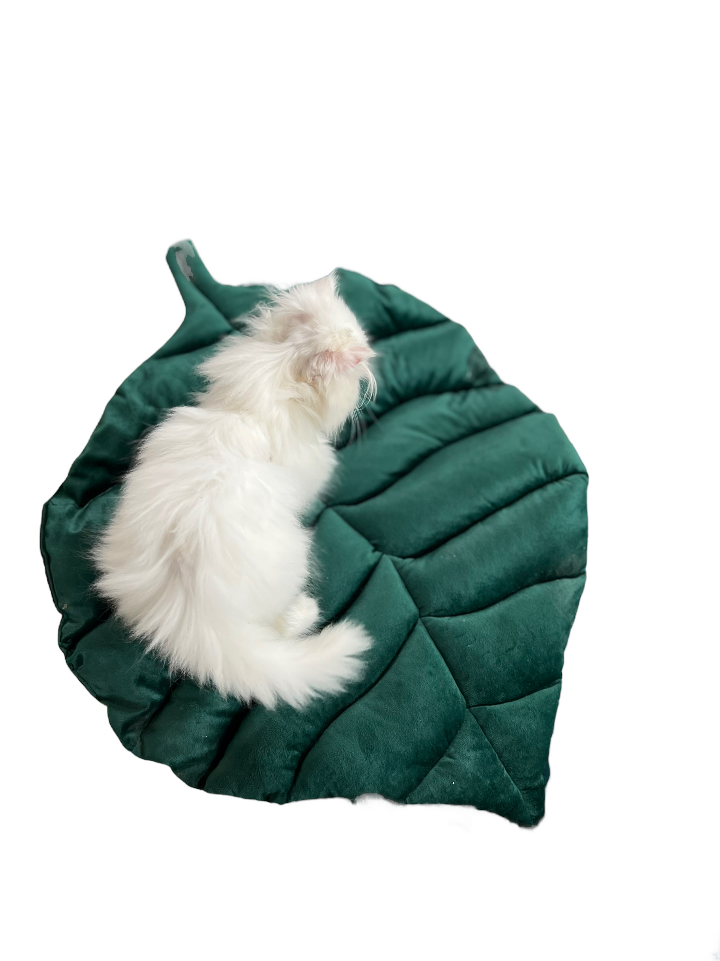 Leaf pet cushion 🍃