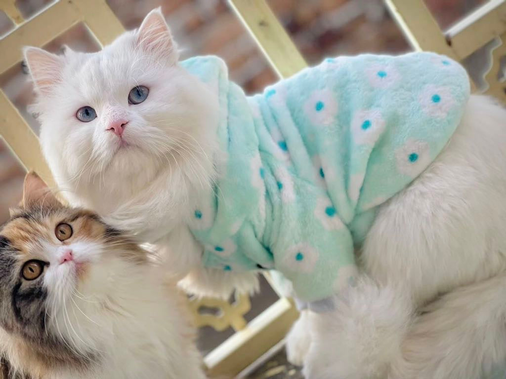 Atlantic pet hoodie ❄️