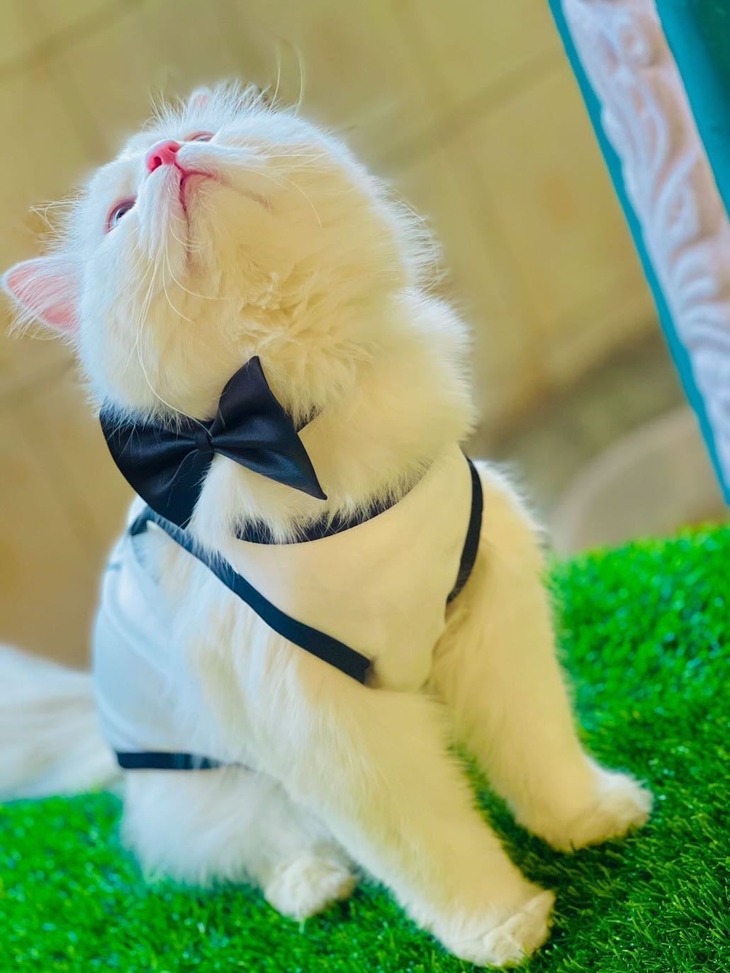 Gucci doraemon pet shirt