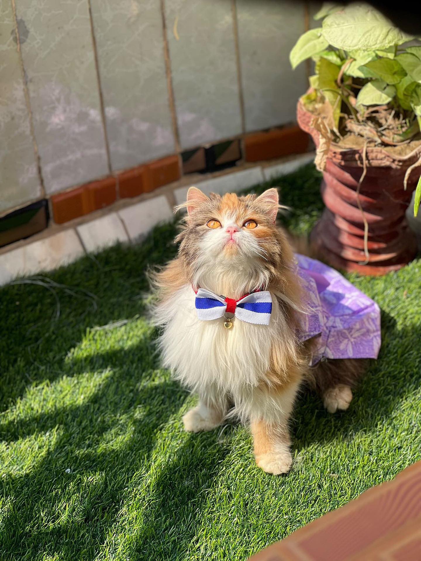 Lilly Pet Frock 💜