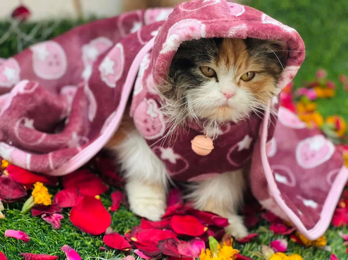 Pet Blanket - Starberry maroon 🍇