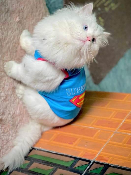 Superman pet shirt