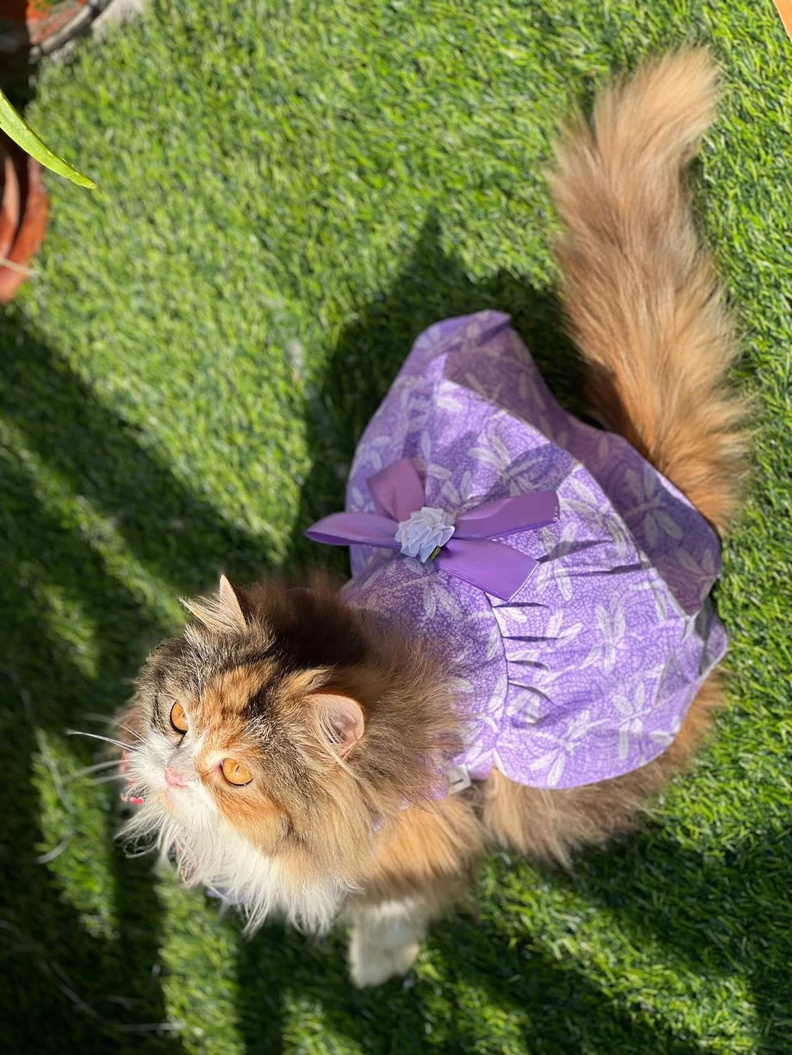 Lilly Pet Frock 💜