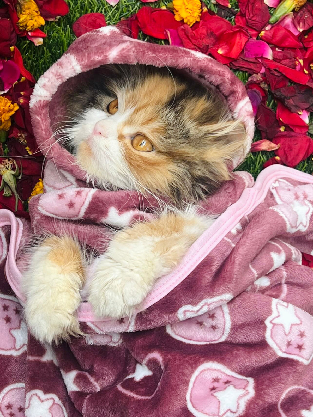 Pet Blanket - Starberry maroon 🍇