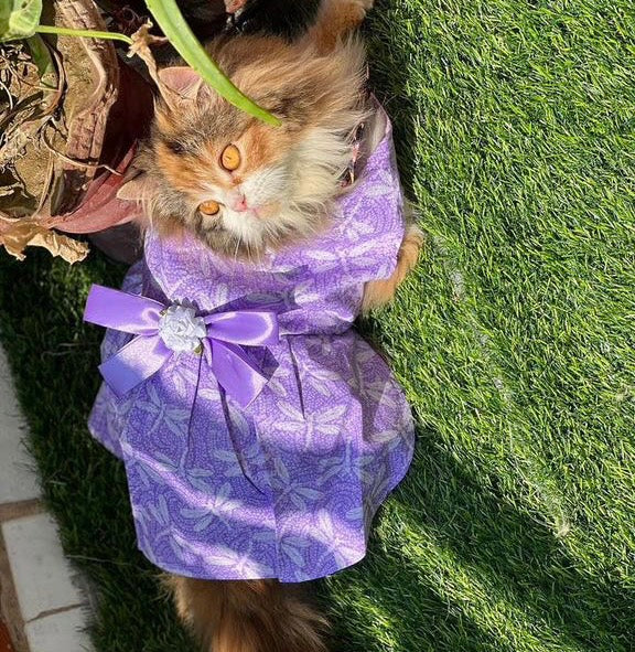 Lilly Pet Frock 💜