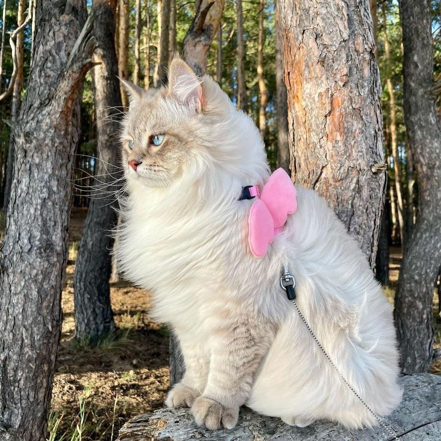 Angel Pet Harness - For Cats and Small Breed Dogs