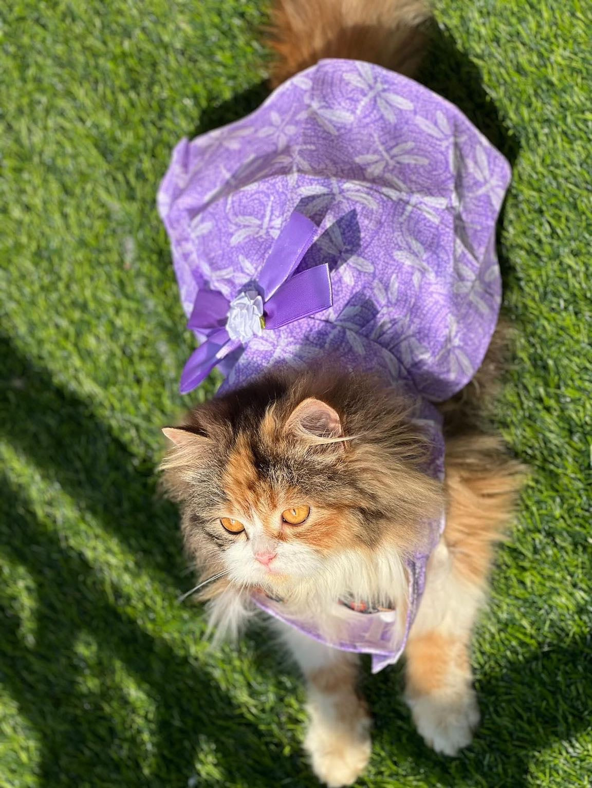 Lilly Pet Frock 💜