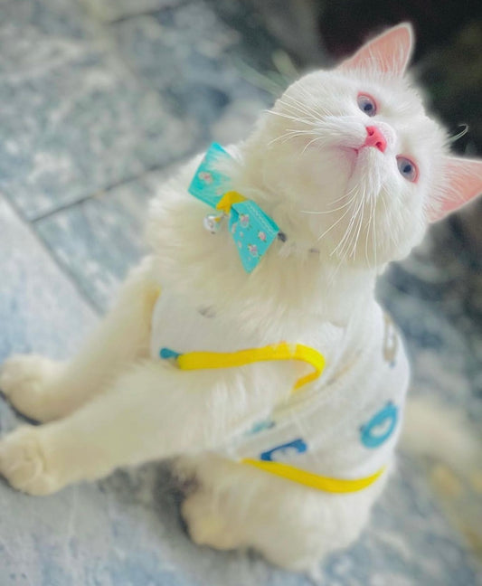 Bear pet shirt 🧸