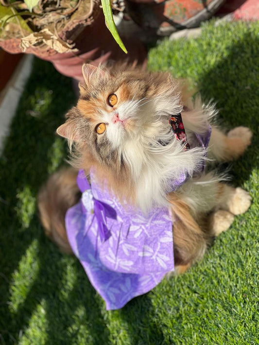 Lilly Pet Frock 💜