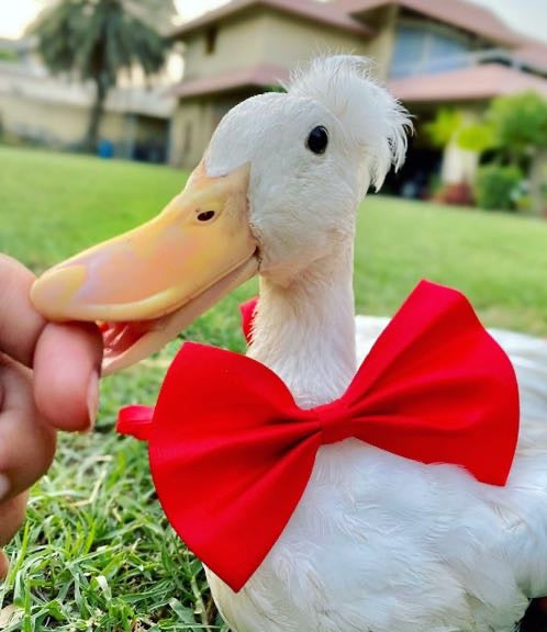 Adjustable Pet Bow