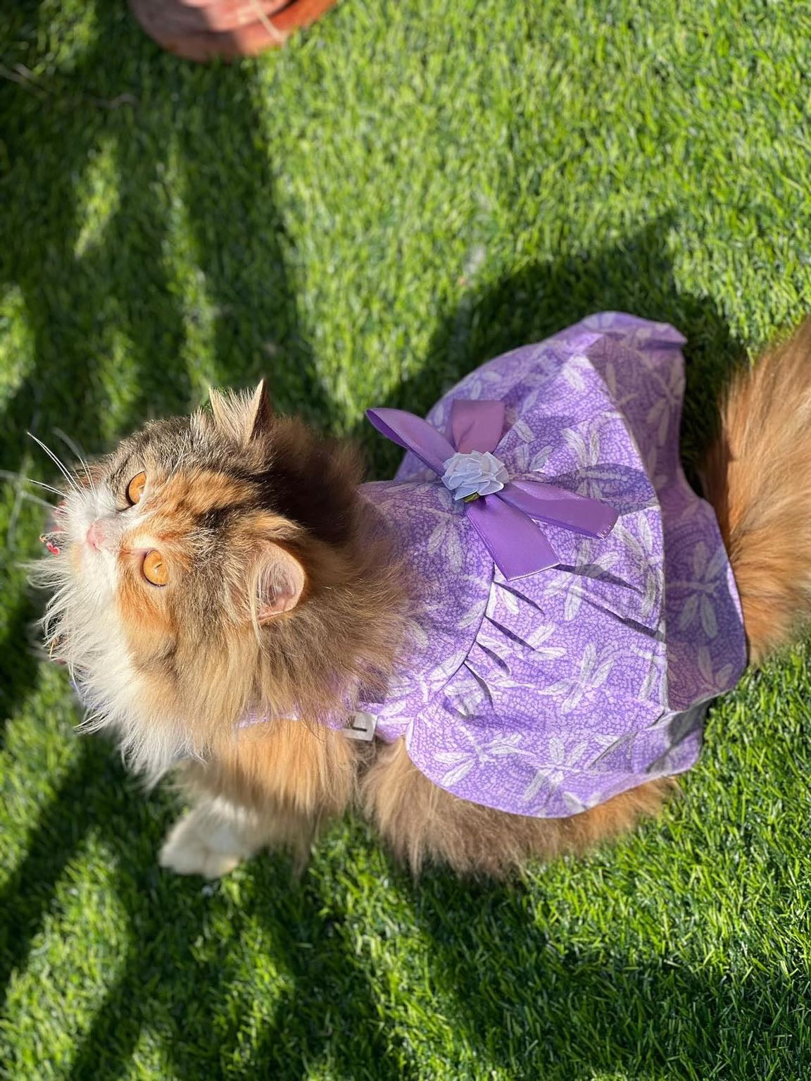 Lilly Pet Frock 💜