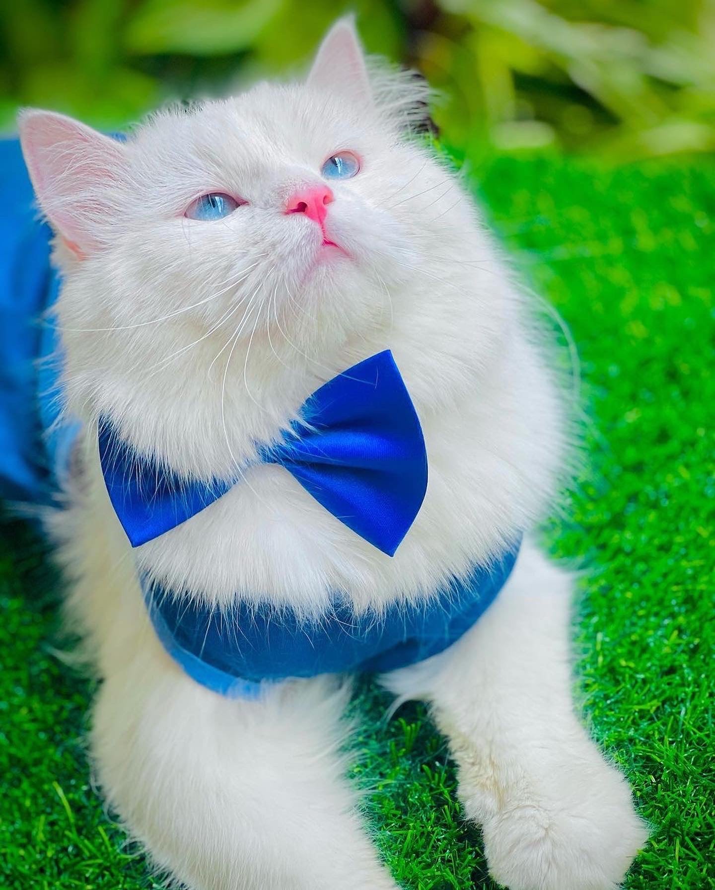 Adjustable Pet Bow