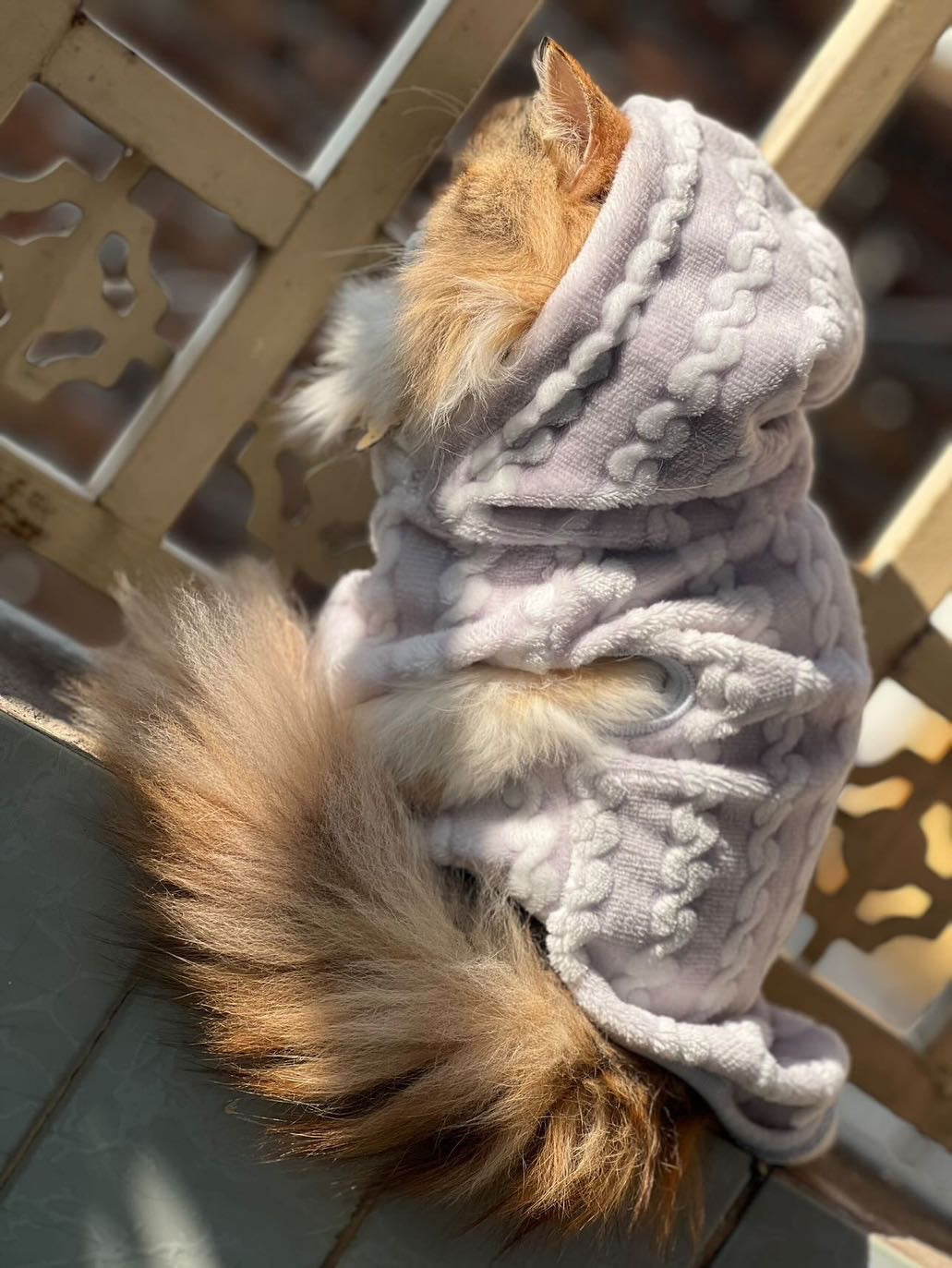 Royal pet hoodie - Grey