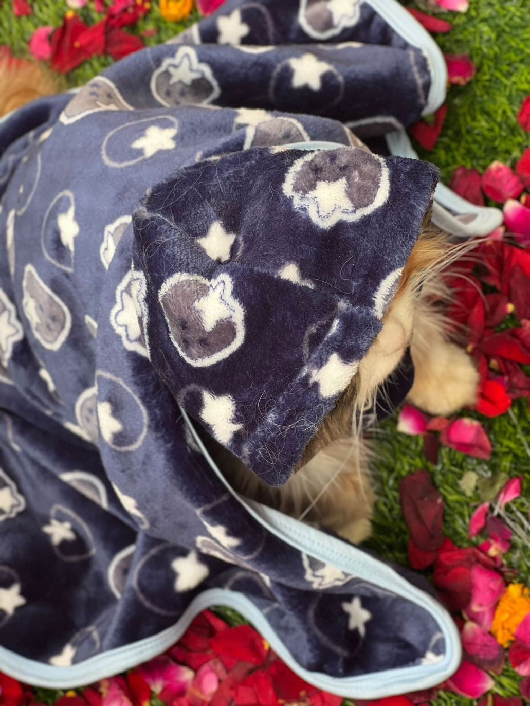 Pet Blanket - Starberry navy 🫐