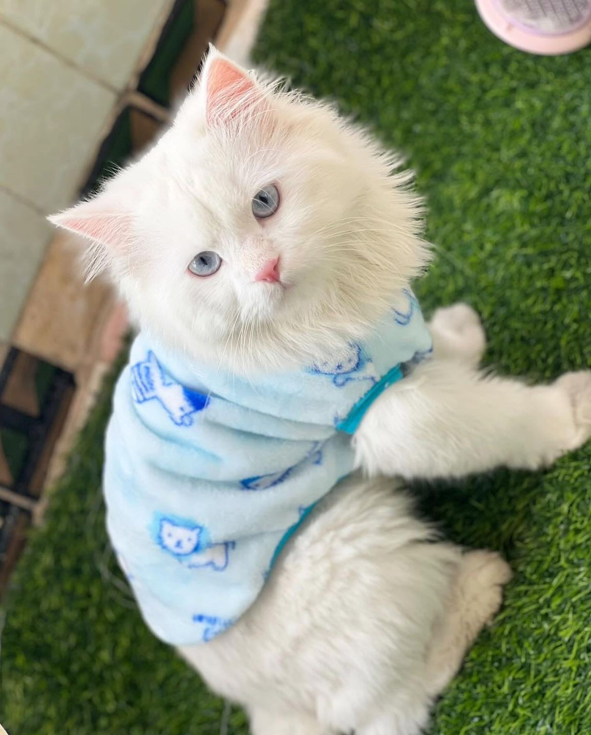 BUGSBunny pet sweater 🐰 - blue