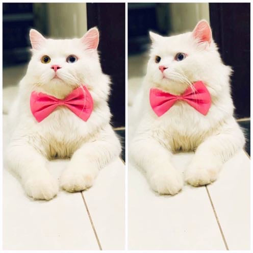 Adjustable Pet Bow