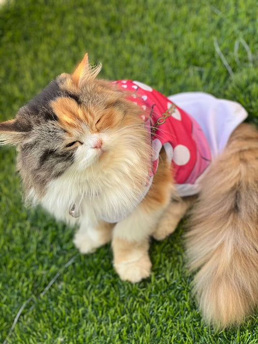 Disney pet shirt