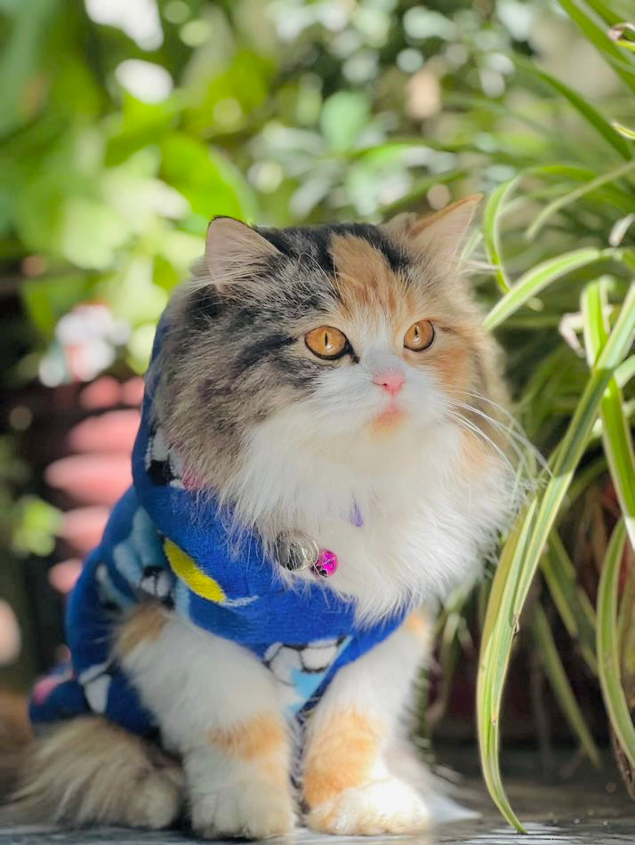 Football pet hoodie - pink